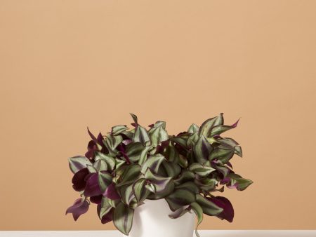 Tradescantia Zebrina Online now