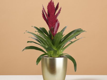 Bromeliad Vriesea ‘Albertina Maroon’ Sale