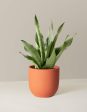 ‘Moonshine’ Snake Plant For Discount