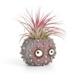 Uni the Urchin Blobhouse Planter For Sale