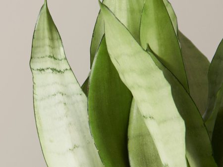 ‘Moonshine’ Snake Plant For Discount