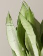 ‘Moonshine’ Snake Plant For Discount