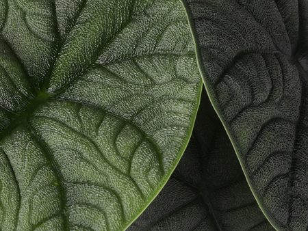 Alocasia ‘Melo’ Online Sale