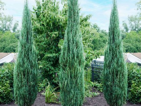 Blue Arrow Juniper Tree For Cheap