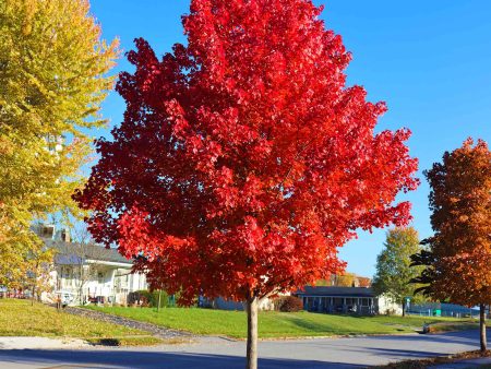 Autumn Blaze® Red Maple Tree Online now