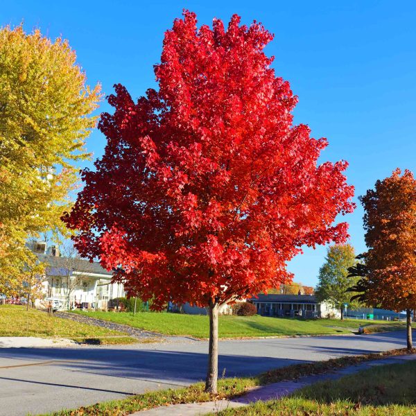 Autumn Blaze® Red Maple Tree Online now