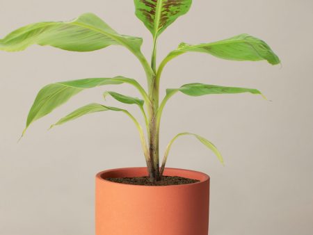 Dwarf Banana Tree Supply