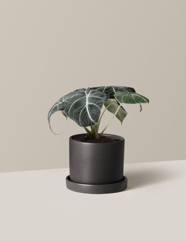 Alocasia  Black Velvet  For Cheap