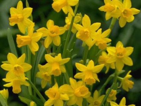 Yellow Sailboat Daffodil Bulbs For Discount