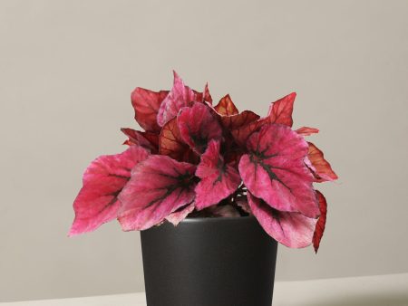 Begonia Rex Shadow King Pink Cheap