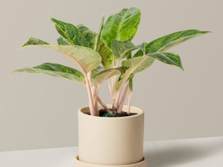 Aglaonema Green Papaya Cheap