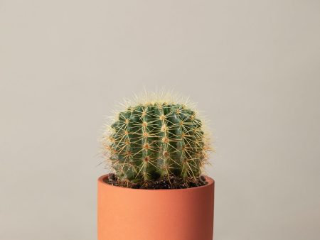 Barrel Cactus Online Hot Sale