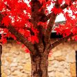 Autumn Blaze® Red Maple Tree Online now