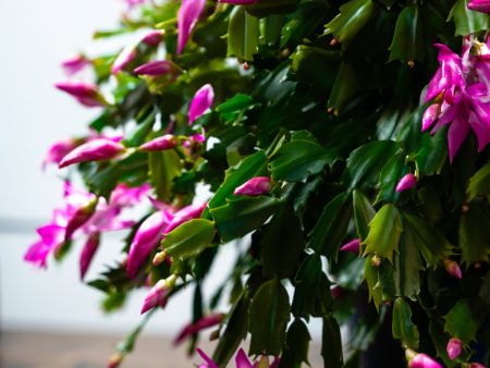 Christmas Cactus Hanging Basket Cheap