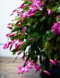 Christmas Cactus Hanging Basket Cheap