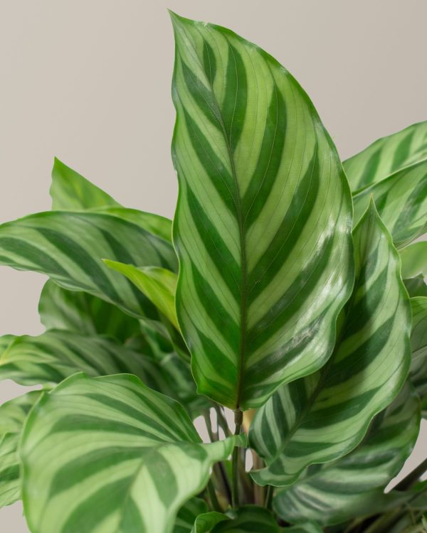 Calathea Freddie For Sale