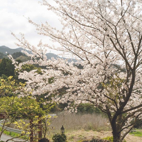 Yoshino Flowering Cherry Tree For Cheap