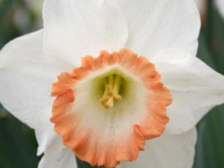 British Gamble Daffodil Bulbs on Sale