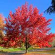 Autumn Blaze® Red Maple Tree Online now