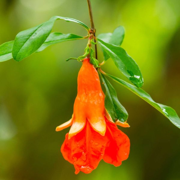 Texas Pink Pomegranate Tree Sale