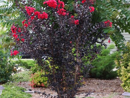 Thunderstruck™ Rumblin  Red™ Crapemyrtle For Cheap