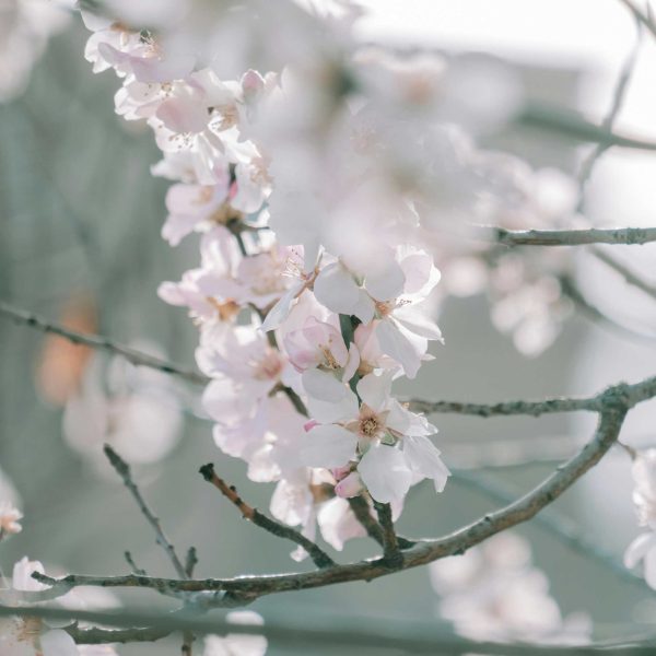 Yoshino Flowering Cherry Tree For Cheap