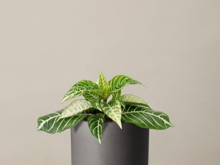 Zebra Plant Discount