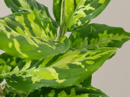 Aglaonema Pictum Tricolor Online Sale