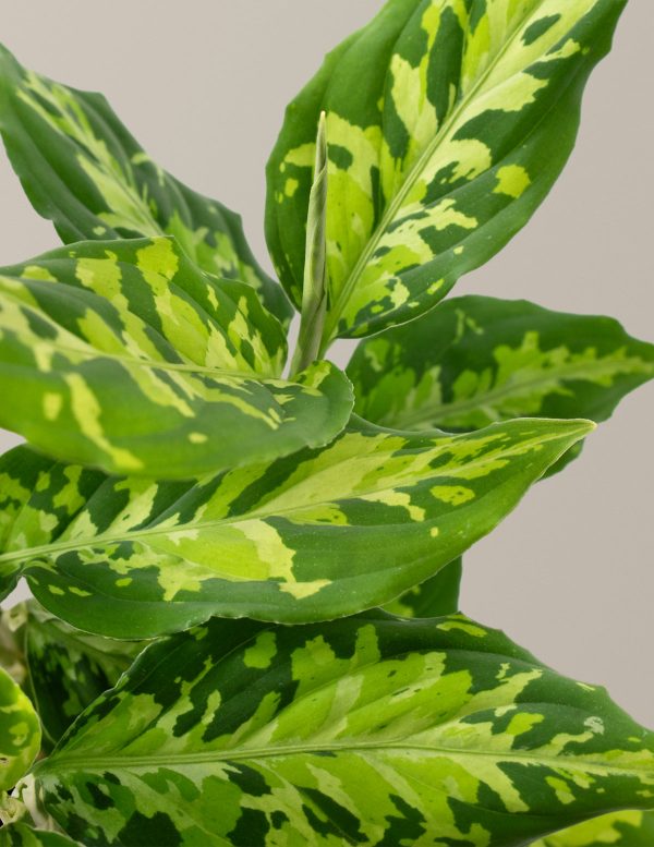 Aglaonema Pictum Tricolor Online Sale