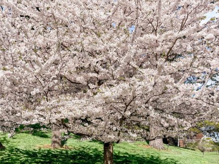 Yoshino Flowering Cherry Tree For Cheap