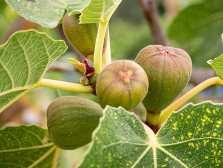 Brown Turkey Fig For Discount