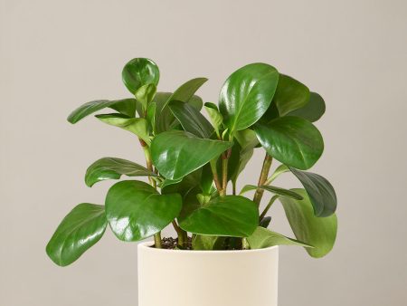 Peperomia Obtusifolia For Discount