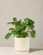 Peperomia Obtusifolia For Discount