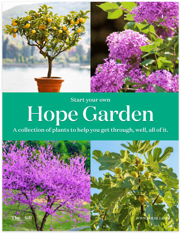 ‘Hope Garden’ Outdoor Bundle For Cheap