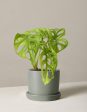 Monstera Adansonii Cheap