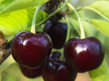 Black Tartarian Cherry Tree Cheap