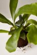 Staghorn Fern Online now