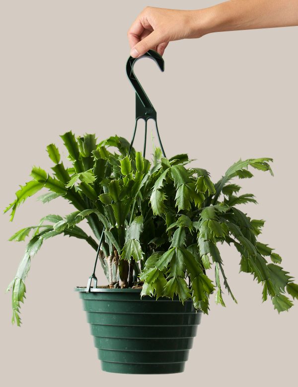 Christmas Cactus Hanging Basket Cheap