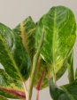 Aglaonema Green Papaya Cheap