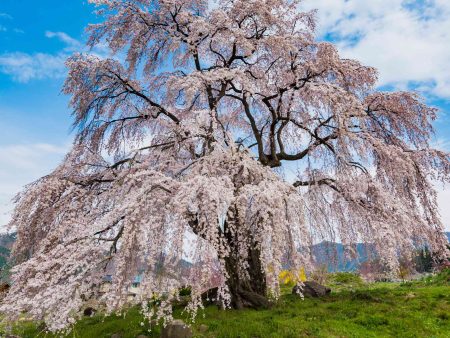 Weeping Yoshino Flowering Cherry Online Sale