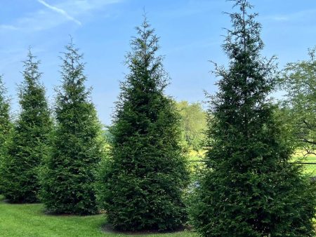 Thuja Green Giant Discount