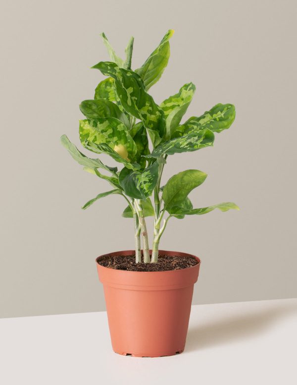 Aglaonema Pictum Tricolor Online Sale