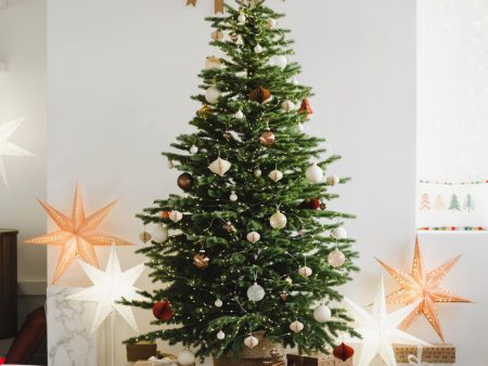 6 Ft. Fraser Fir Tree (Live Cut) Discount