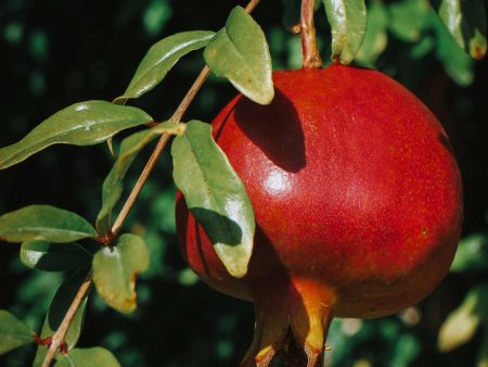 Texas Pink Pomegranate Tree Sale