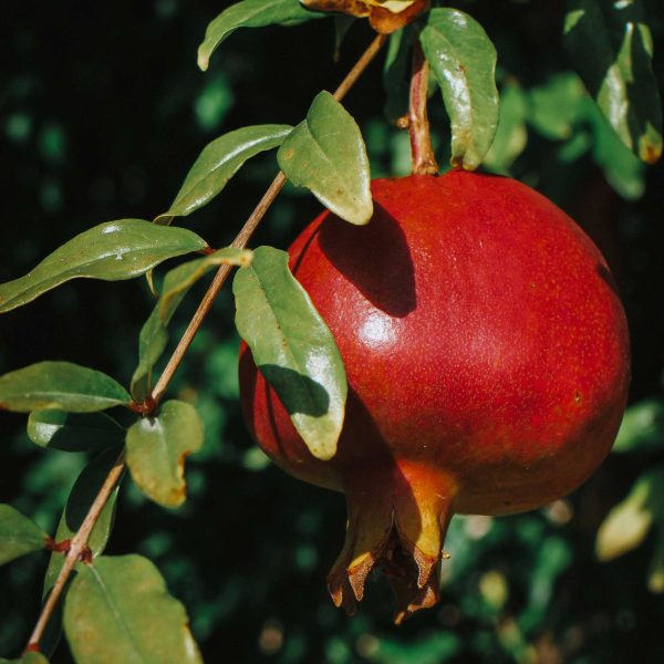 Texas Pink Pomegranate Tree Sale