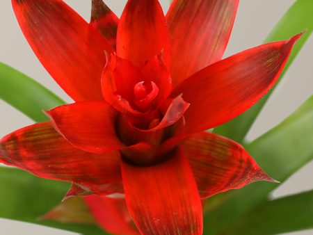 Bromeliad Guzmania  Marsha  Discount