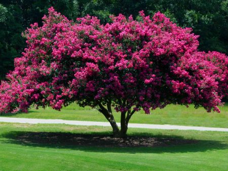 Tuscarora Crapemyrtle For Discount