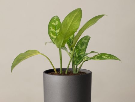 Aglaonema Maria Sale