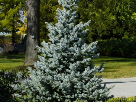 Baby Blue Spruce Discount