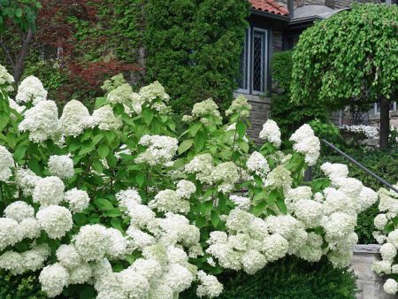 White Wedding Hydrangea on Sale